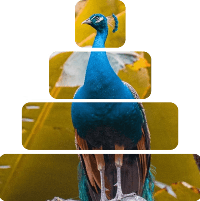 Blue peacock