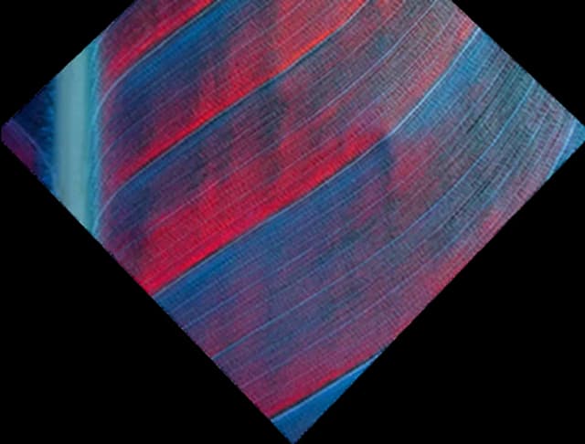 Colourful leaf in a filter