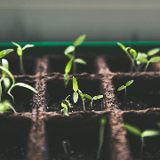 Seedlings growing in a container